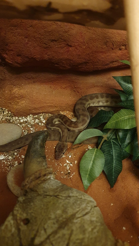 A picture of Shesha the snake laying in her enclosure.