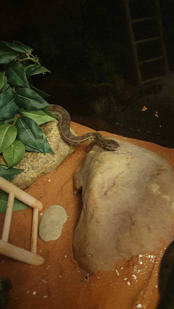 A picture of Shesha the snake, she is resting her head on-top of her cave-style hide.