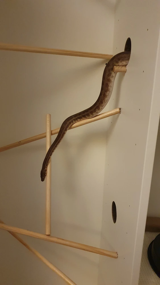 Shesha slithers out of a hole in the wall onto some wooden dowels, which she has to balance to stay on to.