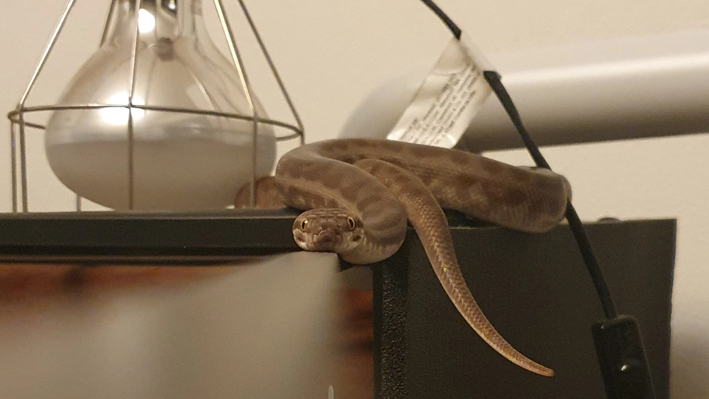 Shesha the snake is perched on-top of the edge of her enclosure, with her head resting on the enclosure door looking towards the camera. The angle makes it look as if she has a serine smile.