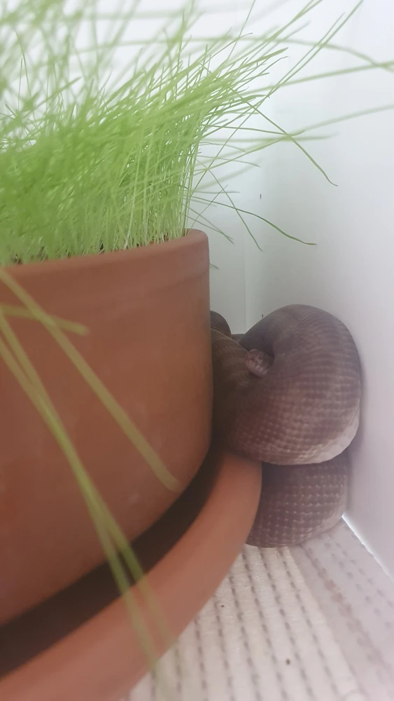 Shesha is sleeping next to a plant pot. She is layered over herself, and only her snout can be seen poking out from between two coils of her body.