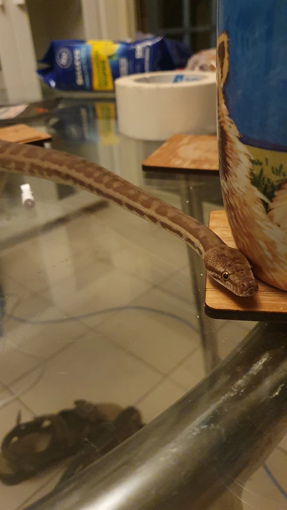Shesha the snake slithers along a glass table and along the edge of a tea cup.