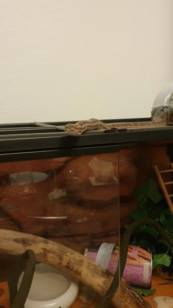 Shesha the snake looks towards the camera, the camera angle gives her a goofy expression.