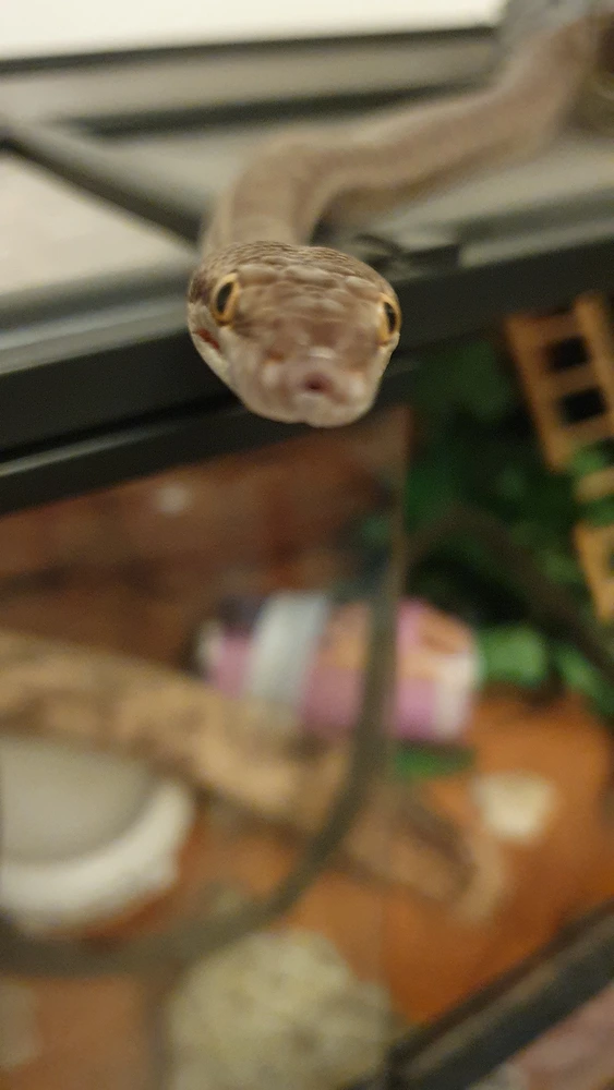 Shesha looks at the camera from very close up, slightly blurry from the closeness.