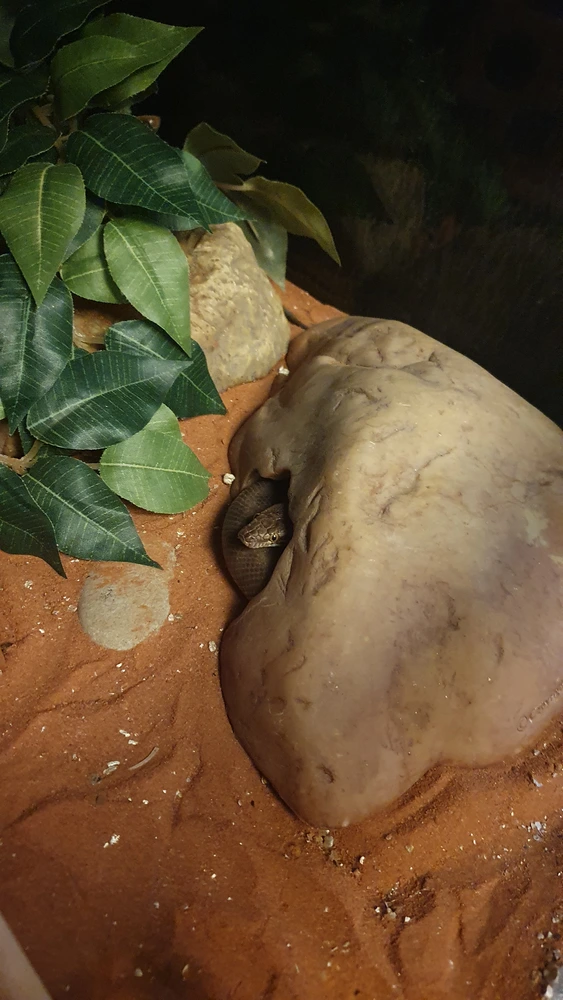 Shesha the snake is curled up and mostly hidden inside of a small cave-style snake hide. Her face and part of her body can be seen peaking out through the door.