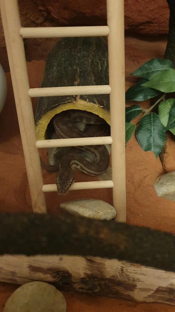 Shesha the snake poking her head out from a log and resting it on-top of a rung on a tiny ladder.
