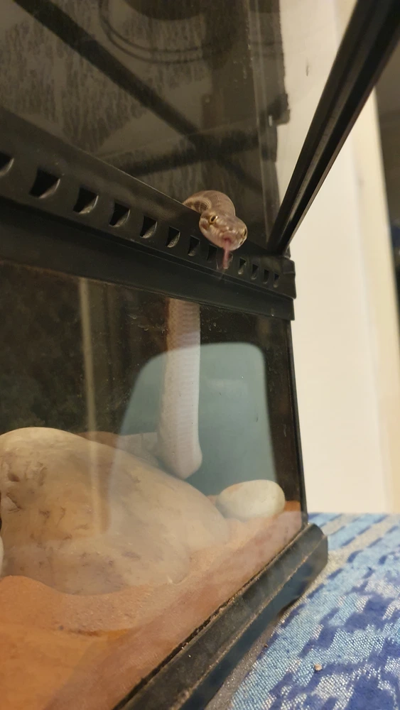 Shesha the snake peeks out at you from the door of her enclosure, flicking her tongue out towards you.