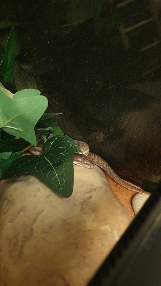 Shesha the snake's head and tail poke out from her leaves.