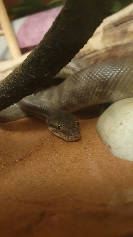 Shesha the snake's eyes shine adorably as she rests her head next to her tail.