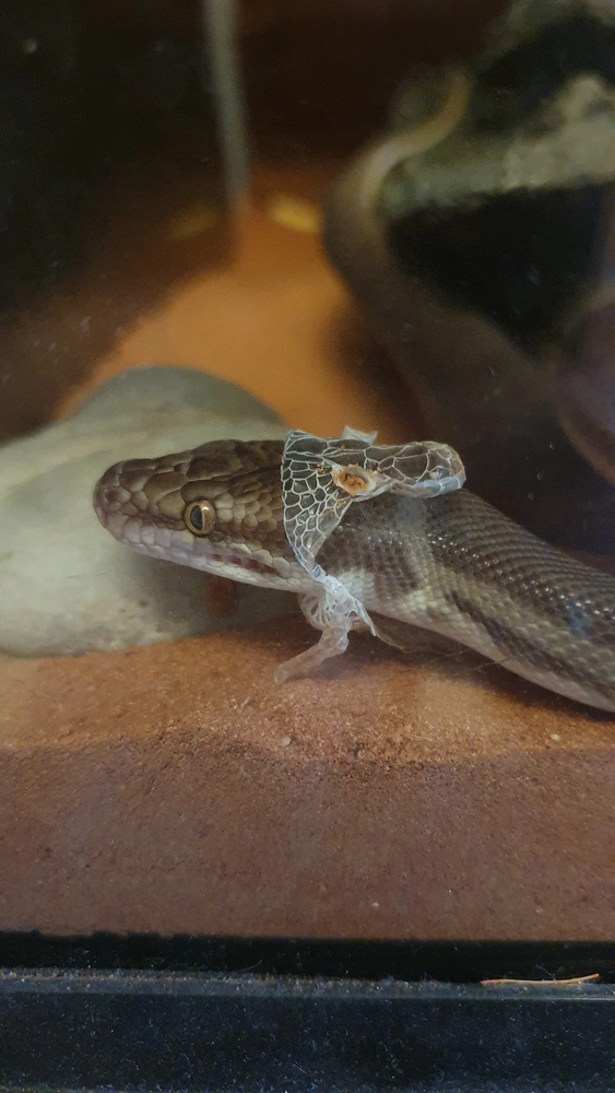 Shesha the snake, she is shedding and just the scales on top of and below her head have come off, leaving them hanging by her neck like a frill.