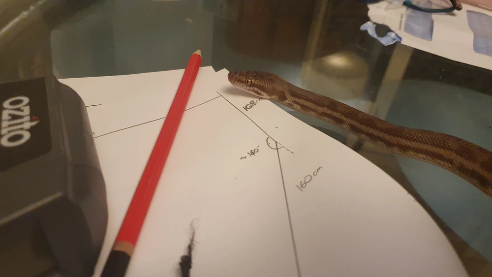 Shesha the snake slithers on a glass table and looks at a pencil. Her head is only twice as thick as the pencil is.