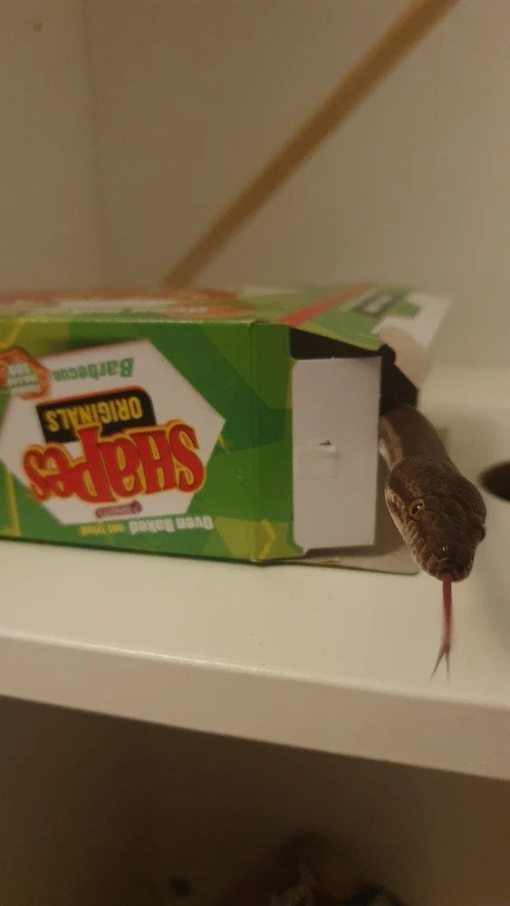 Shesha pokes her head out of a green box of shapes, poking her tongue out and sniffing towards the camera